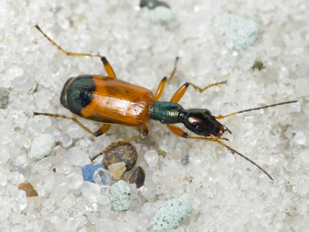 Odacantha melanura (Linnaeus, 1767)